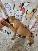 Star, a female Boxer for sale in Moro, IL – 3 of 10