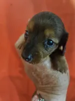 Teddy, a male Miniature Dachshund for sale in Moro, IL – 2 of 5