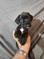 Gemma , a female Boxer for sale in Moro, IL – 2 of 8