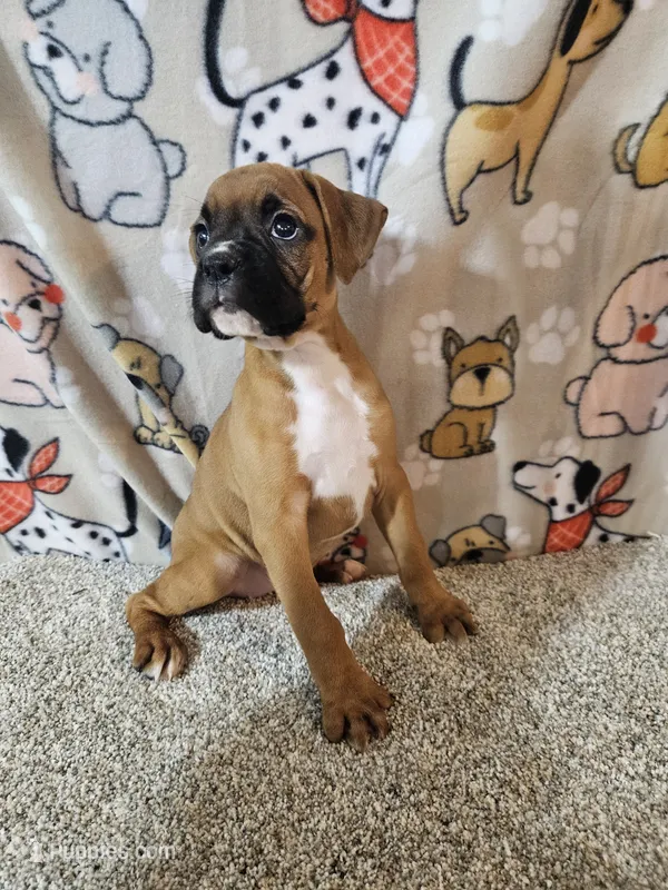 Star – Boxer puppy for sale in Moro, IL