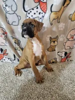 Star, a female Boxer for sale in Moro, IL – 1 of 10
