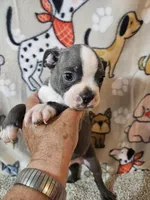 Braxton , a male Boston Terrier for sale in Moro, IL – 3 of 10