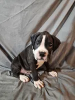 Hutson, a male Boxer for sale in Moro, IL – 3 of 10