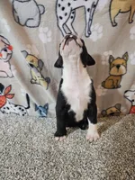 Oliver, a male Boston Terrier for sale in Moro, IL – 8 of 10