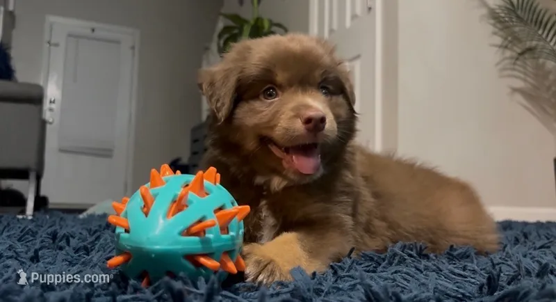 Remi – Miniature Australian Shepherd puppy for sale in Newnan, GA