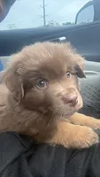 Remi, a male Miniature Australian Shepherd for sale in Newnan, GA – 2 of 5