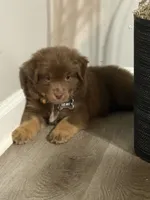 Remi, a male Miniature Australian Shepherd for sale in Newnan, GA – 3 of 5