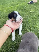 Border Collie, a female Border Collie for sale in Glendale, CA – 5 of 9