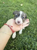 Border Collie, a female Border Collie for sale in Glendale, CA – 1 of 9