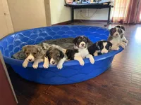 Border Collie, a female Border Collie for sale in Glendale, CA – 7 of 9