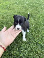 Border Collie, a female Border Collie for sale in Glendale, CA – 6 of 9