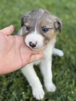 Border Collie, a female Border Collie for sale in Glendale, CA – 3 of 9