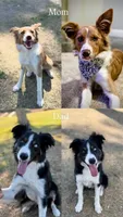 Border Collie, a female Border Collie for sale in Glendale, CA – 9 of 9