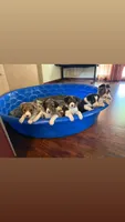 Border Collie, a female Border Collie for sale in Glendale, CA – 8 of 9