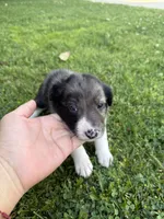 Border Collie, a female Border Collie for sale in Glendale, CA – 2 of 9