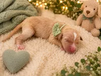 Toy Story litter , a male Goldendoodle for sale in Manitowoc, WI – 2 of 6