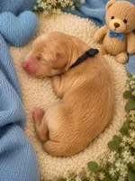 Toy Story litter , a male Goldendoodle for sale in Manitowoc, WI – 4 of 6