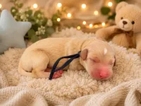 Toy Story litter , a male Goldendoodle for sale in Manitowoc, WI – 6 of 6