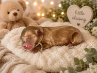 Toy Story litter , a male Goldendoodle for sale in Manitowoc, WI – 3 of 6