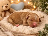 Toy Story litter , a male Goldendoodle for sale in Manitowoc, WI – 5 of 6