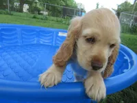 Chelsea, a female Cocker Spaniel for sale in North Manchester, IN – 2 of 3