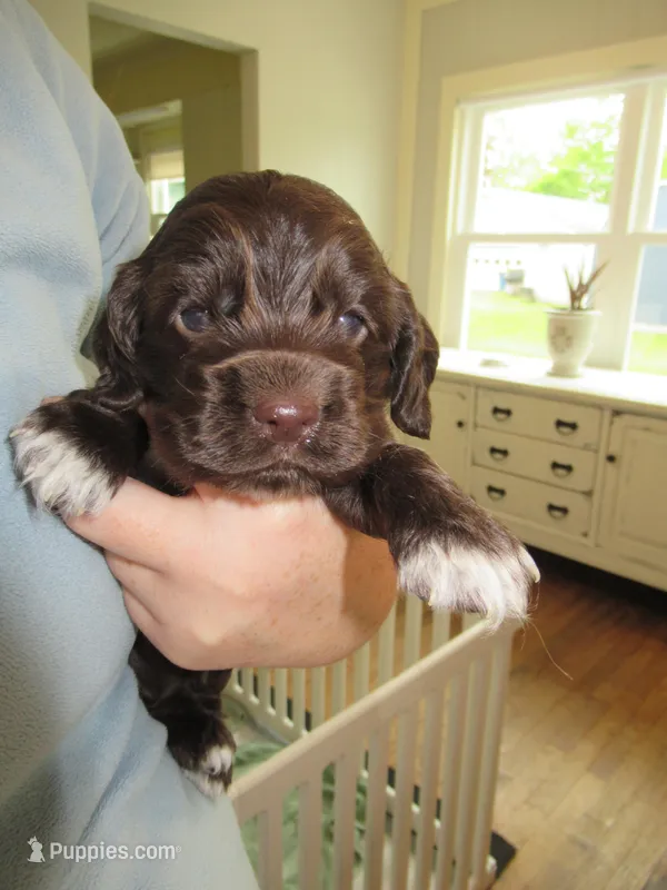 Cobalt – Cocker Spaniel puppy for sale in North Manchester, IN