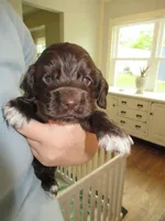 Cobalt, a male Cocker Spaniel for sale in North Manchester, IN – Photo 1 of 7