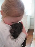 Cobalt, a male Cocker Spaniel for sale in North Manchester, IN – Photo 5 of 7