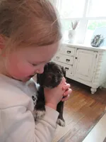 Cobalt, a male Cocker Spaniel for sale in North Manchester, IN – Photo 4 of 7