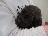 Cobalt, a male Cocker Spaniel for sale in North Manchester, IN – Photo 7 of 7
