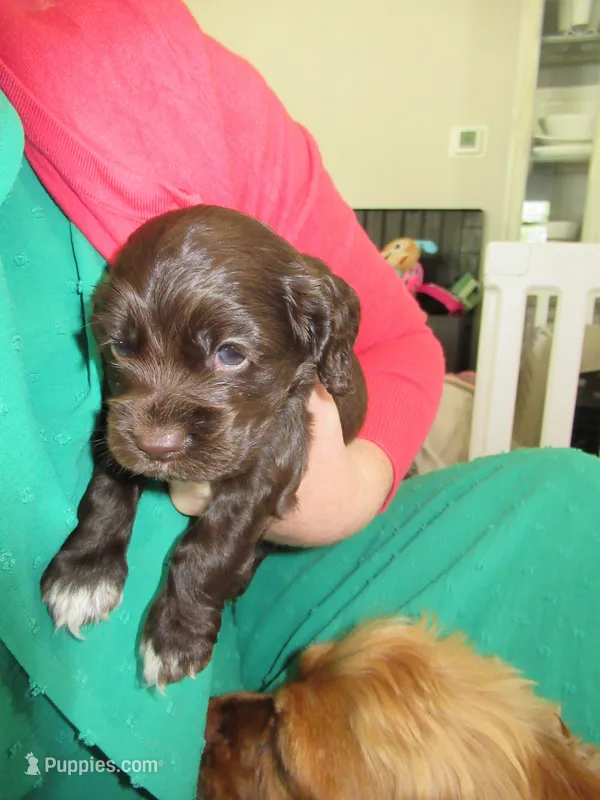 Cobalt – Cocker Spaniel puppy for sale in North Manchester, IN