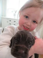 Cobalt, a male Cocker Spaniel for sale in North Manchester, IN – Photo 2 of 7