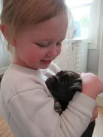 Cobalt, a male Cocker Spaniel for sale in North Manchester, IN – Photo 3 of 7