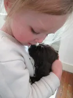 Cobalt, a male Cocker Spaniel for sale in North Manchester, IN – Photo 6 of 7