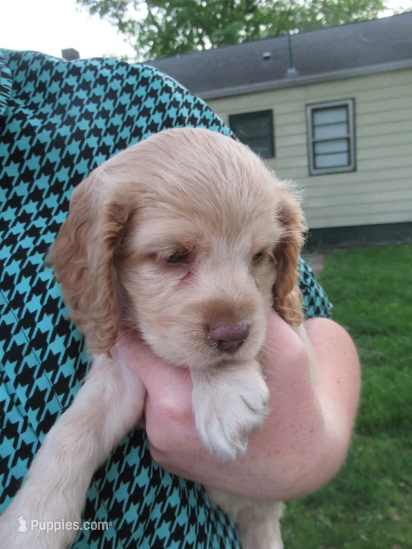 Chelsea – Cocker Spaniel puppy for sale in North Manchester, IN