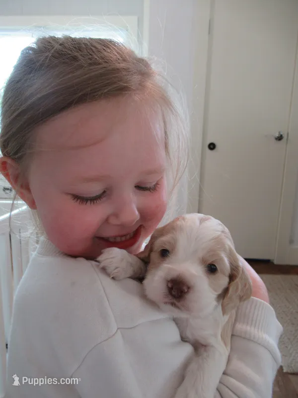 Candy – Cocker Spaniel puppy for sale in North Manchester, IN