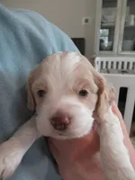 Candy, a female Cocker Spaniel for sale in North Manchester, IN – Photo 3 of 3
