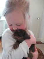 Carly, a female Cocker Spaniel for sale in North Manchester, IN – Photo 3 of 5