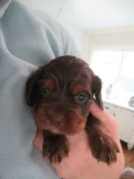 Carly, a female Cocker Spaniel for sale in North Manchester, IN – Photo 1 of 5