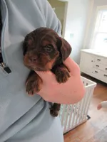 Carly, a female Cocker Spaniel for sale in North Manchester, IN – Photo 4 of 5