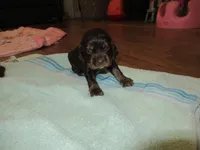 Carly, a female Cocker Spaniel for sale in North Manchester, IN – Photo 5 of 5