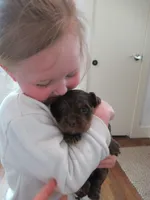 Carly, a female Cocker Spaniel for sale in North Manchester, IN – Photo 2 of 5