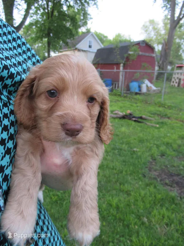 Chica – Cocker Spaniel puppy for sale in North Manchester, IN
