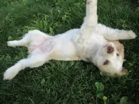 Candy, a female Cocker Spaniel for sale in North Manchester, IN – 4 of 6