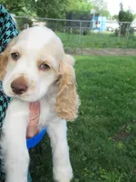 Candy, a female Cocker Spaniel for sale in North Manchester, IN – 1 of 6