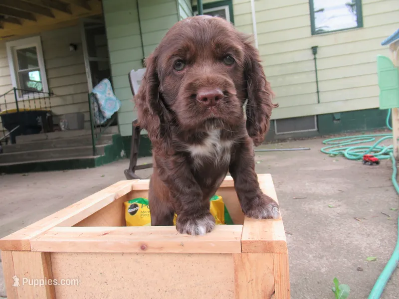 Cobalt – Cocker Spaniel puppy for sale in North Manchester, IN