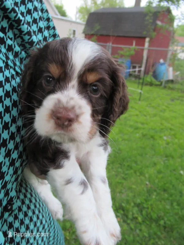 Charlie – Cocker Spaniel puppy for sale in North Manchester, IN