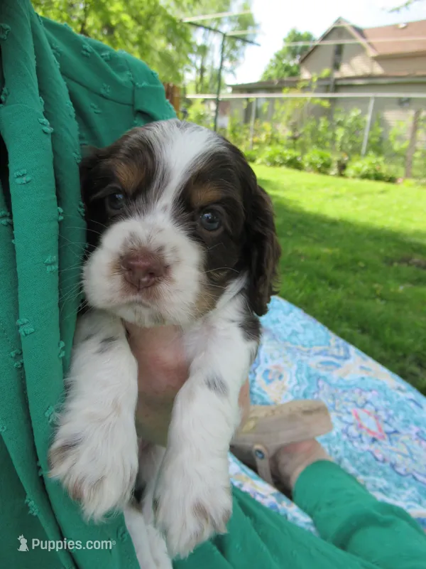 Charlie – Cocker Spaniel puppy for sale in North Manchester, IN