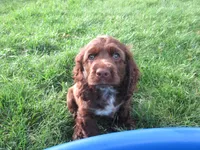 Cobalt, a male Cocker Spaniel for sale in North Manchester, IN – 2 of 4