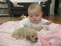 Chelsea, a female Cocker Spaniel for sale in North Manchester, IN – Photo 4 of 4